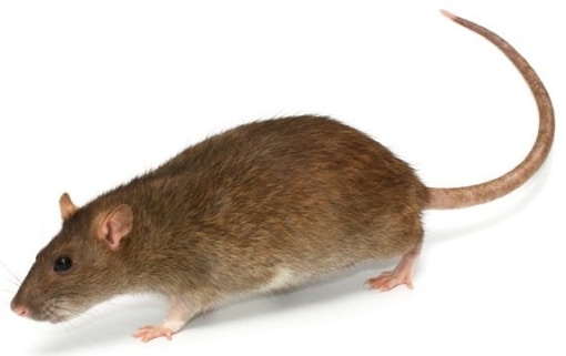 bruine rat.jpg